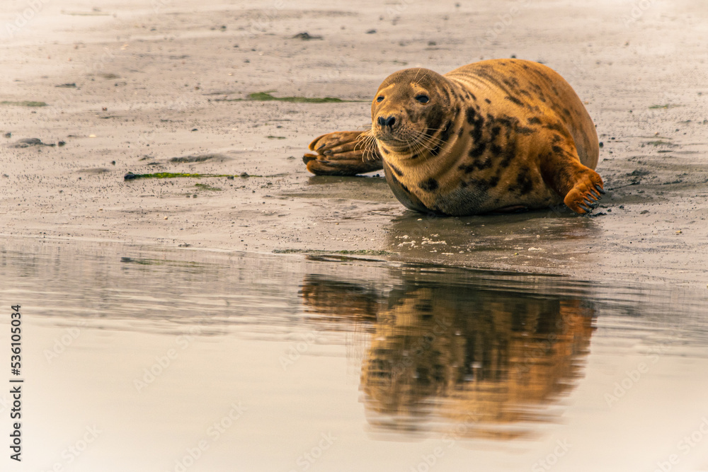 Obraz premium Seal by the sea