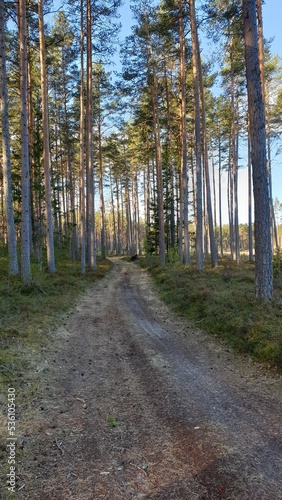an old road in the forest