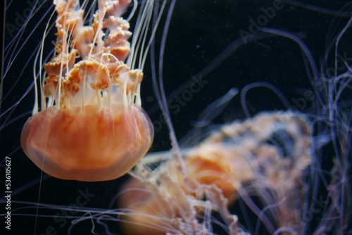 Photography Jellyfish in the aquarium in dark
