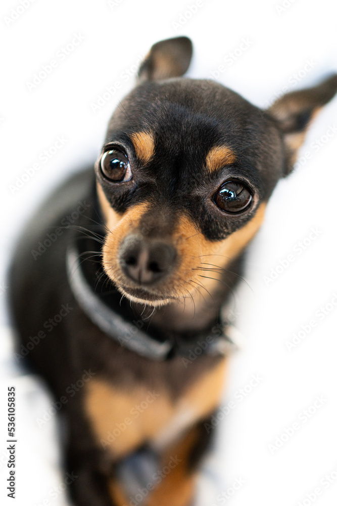 Exposition puppy, dog on a white background. Lying dog Exposition puppy, dog on a white background. Lying dog