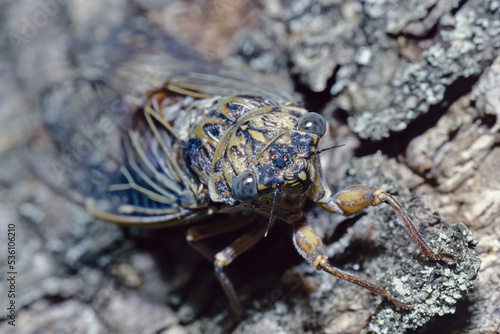 Cicada, detail of the head © flafabri