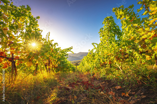 Vineyard agricultural fields in the countryside, beautiful landscape during sunrise. © ValentinValkov