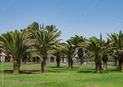 Parque de palmeras sin personas en la isla de Gran Canaria.