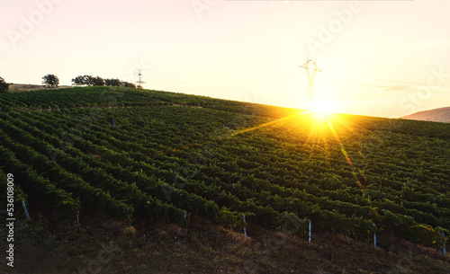 Vineyard agricultural fields in the countryside, beautiful aerial landscape during sunrise.