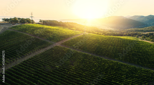Sunrise landscape of vineyard agricultural fields in the countryside, aerial view of grapevine rows and grapes