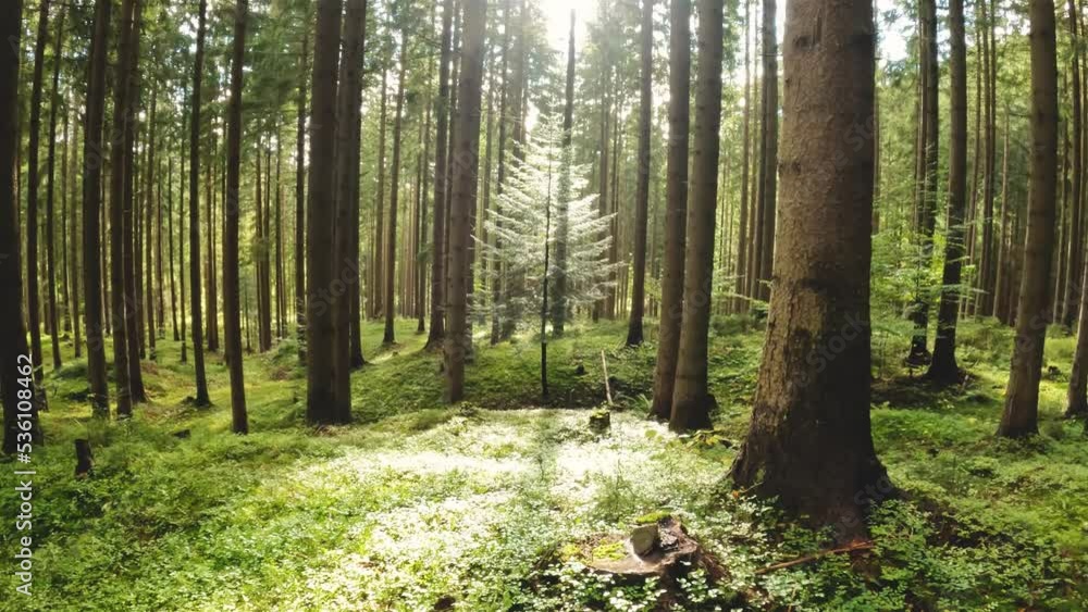 Peaceful light of sun in Green forest nature relaxation background Peaceful light of sun in Green forest nature relaxation background
