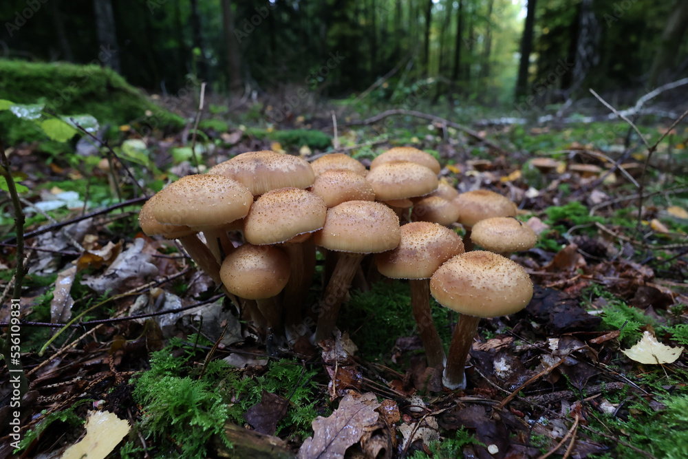 Autumn mushrooms grow in the forest on a stump Autumn mushrooms grow in the forest on a stump