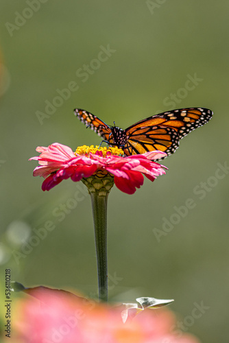 Butterfly Sitting on Flower