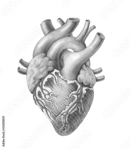 Human Heart Hand-drawn Medical Illustration Isolated on White with Clipping Path