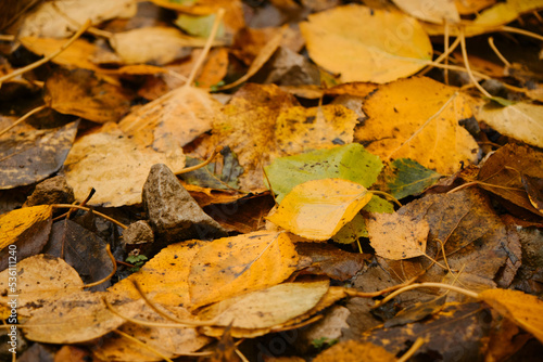 Minimalistic autumn horizontal banner. Many different yellow and orange fallen leaves close up. Concept of nature in fall without people. Empty space for inscription. Colorful October in detail.