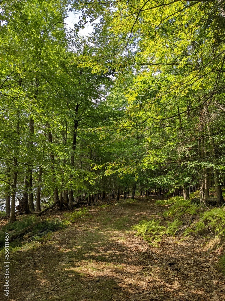 Trail in the forest Trail in the forest