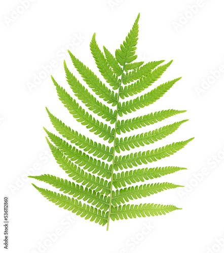 One fern leaf isolated on transparent background.