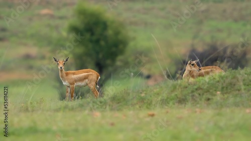 blackbuck (Antilope cervicapra), also known as the Indian antelope from Jayamangali Blackbuck Conservation Reserve photo