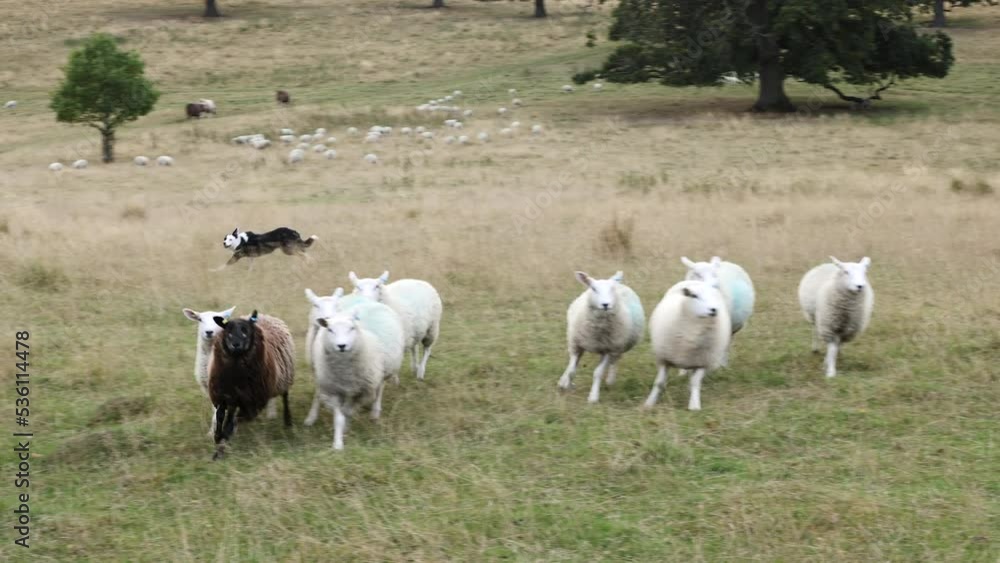 Border collie sheepdog working a flock of sheep Border collie sheepdog working a flock of sheep
