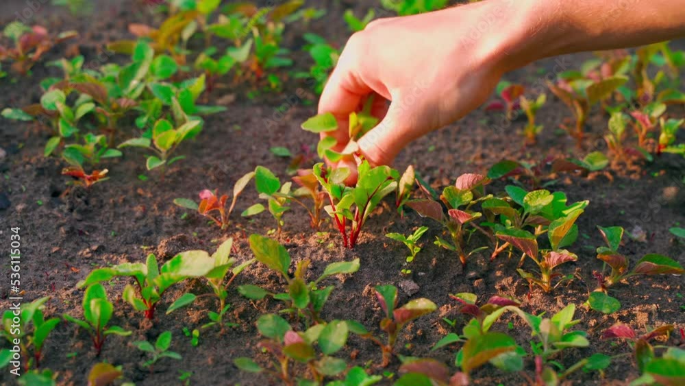 Hand weeding a garden bed with growing red beets from weeds. Hand processing and caring for a home plantation close-up. Growing homemade food in prepared soil. thickets of weeds Hand weeding a garden bed with growing red beets from weeds. Hand processing and caring for a home plantation close-up. Growing homemade food in prepared soil. thickets of weeds