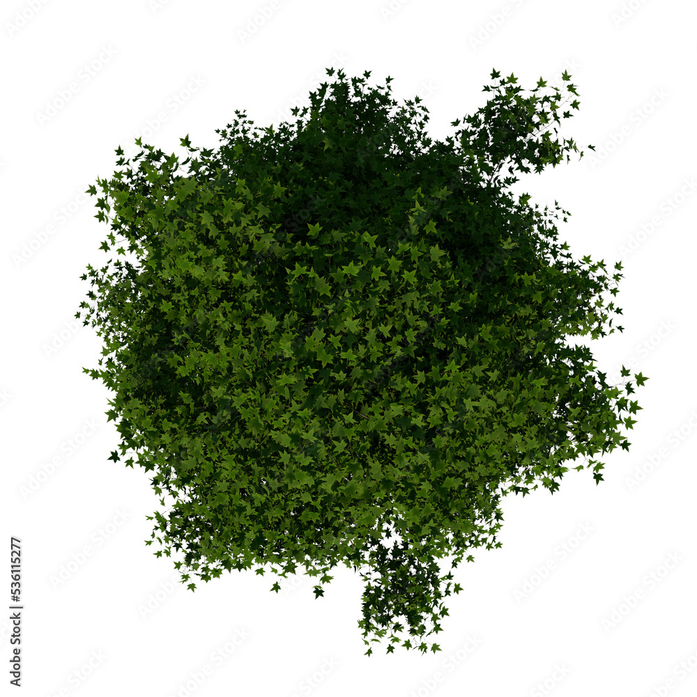 Fototapeta premium Top view tree ( Adolescent American sweetgum storax tree 3 ) png 