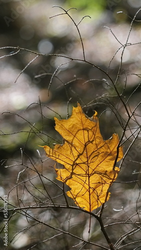 Wallpaper Mural Ein  orange gefärbtes Blatt von Sonne durchleuchtet, zwischen sehr dünne Ästen. Torontodigital.ca