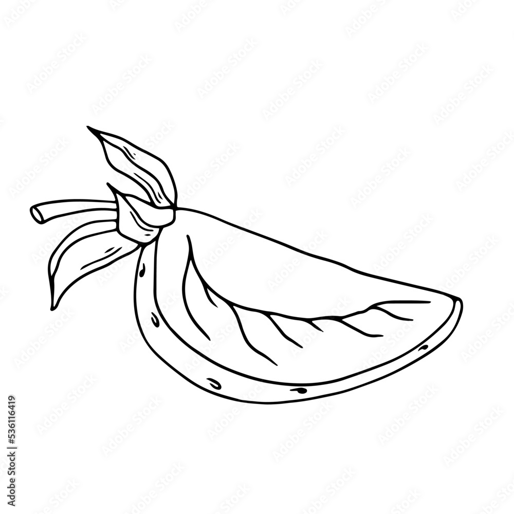 Botanical linear sketch of bell pepper.Vector graphic. Botanical linear sketch of bell pepper.Vector graphic.
