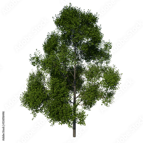 Front view tree ( Adolescent American sweetgum storax tree 2 ) png photo