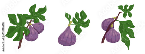 Set of ripe fig tree fruits with green leaves. Cartoon vector scarf.