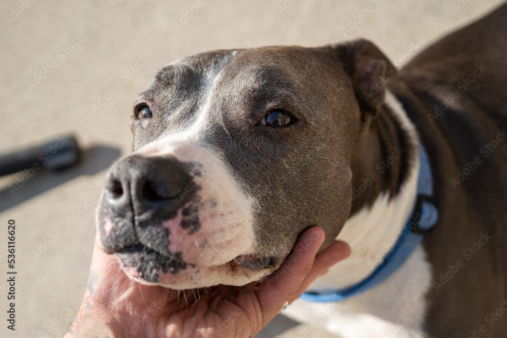 senior pitbull dog rests chin on a human hand senior pitbull dog rests chin on a human hand