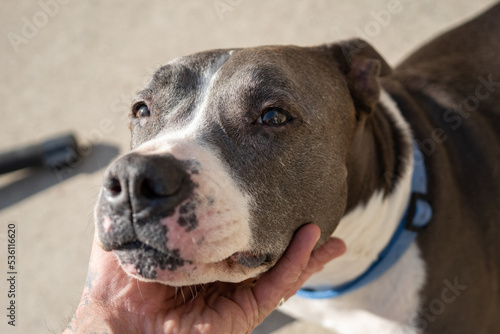 senior pitbull dog rests chin on a human hand
