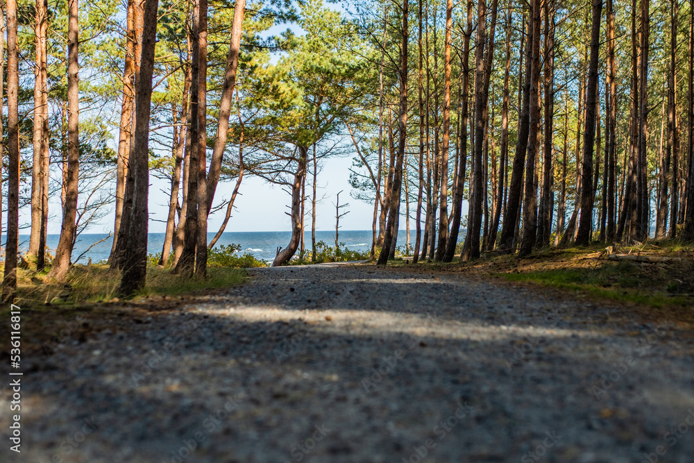 Fototapeta premium Ścieżka rowerowa nad morzem Mierzeja Wiślana