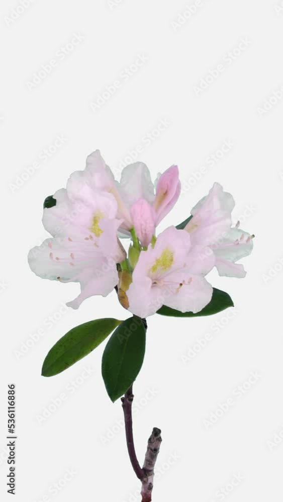 Time lapse of opening white Rhododendron (Ericacea family) branch isolated on white background, vertical orientation Time lapse of opening white Rhododendron (Ericacea family) branch isolated on white background, vertical orientation