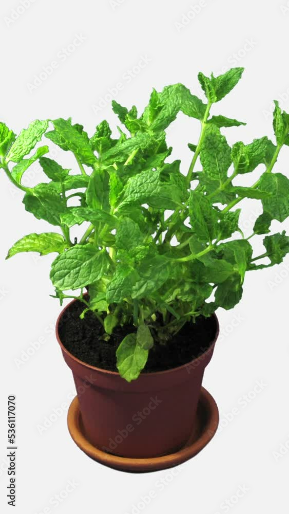 Phototropism effect in growing mint herb isolated on white background, displays the move of plant leaves to the direction of light source, vertical orientation Phototropism effect in growing mint herb isolated on white background, displays the move of plant leaves to the direction of light source, vertical orientation