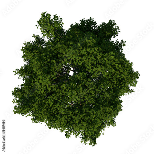 Top view tree ( American sweetgum storax tree 1 ) png 