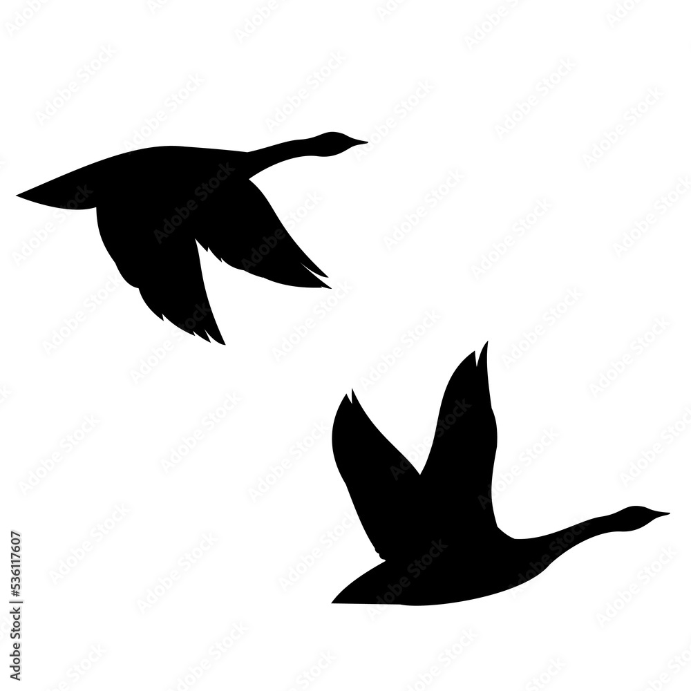Fototapeta premium Geese Silhouette of Canada goose in flight