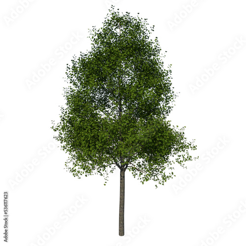 Front view tree ( Adolescent American sweetgum storax tree 1 ) white background alpha png photo