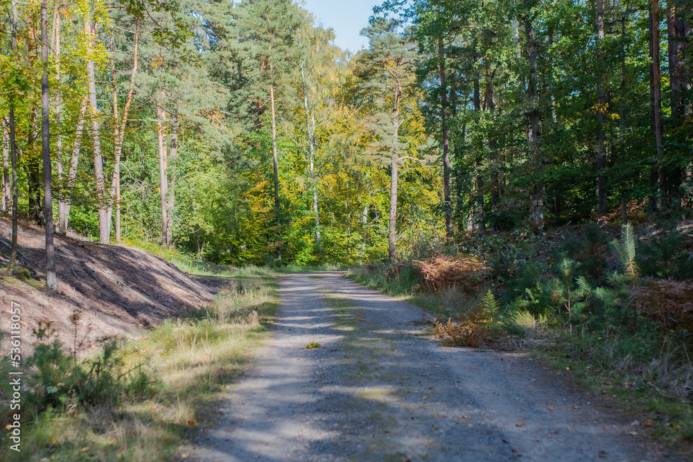 Fototapeta premium Ścieżka rowerowa las Mierzei Wiślanej