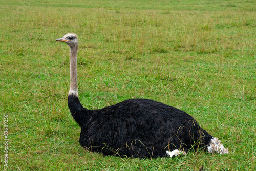 Avestruz macho sentado de perfil sobre la verde hierba