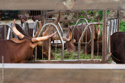 Watusis comen hierba en el comedero de una reserva natural de animales