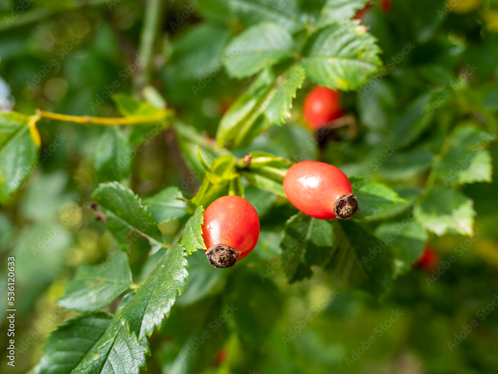 Rose hip bush with red berries. Rose hip.