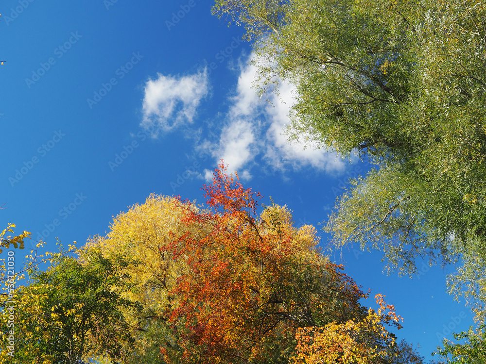 Autumn trees in the blue sky colorful background