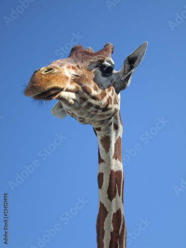 Photography Looking up at the head of a giraffe against a clear blue sky