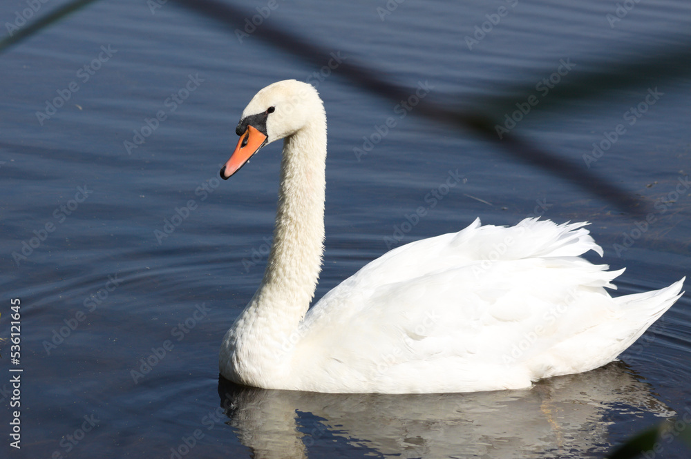 Closeup of swan swimming on rippled lake with reflections Closeup of swan swimming on rippled lake with reflections