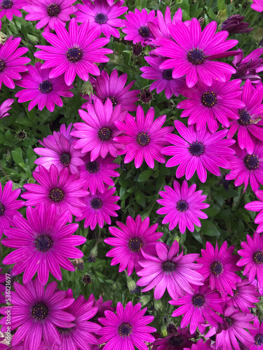 Osteospermum