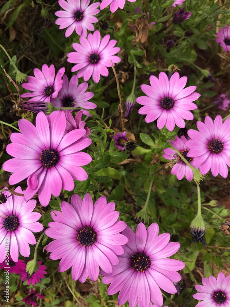 Osteospermum Osteospermum