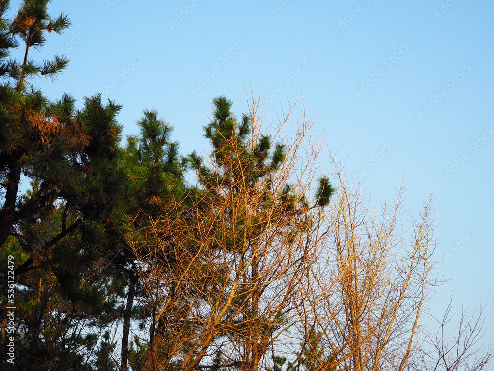 Obraz premium pine branches against sky