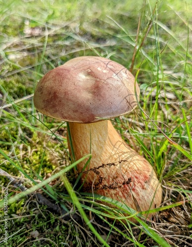 Mushroom