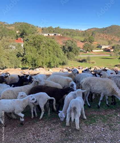 moutons,