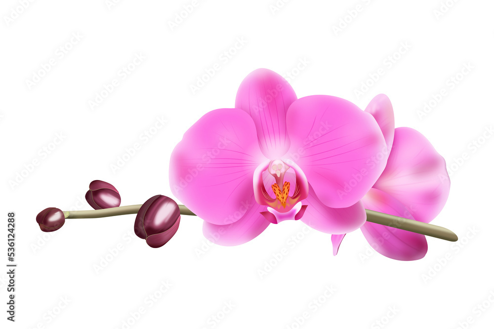 Fototapeta premium Różowa orchidea - gałązka z pąkami i pięknymi rozwiniętymi kwiatami. Ręcznie rysowana botaniczna ilustracja.