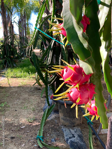 Fruit du dragon, pitaya