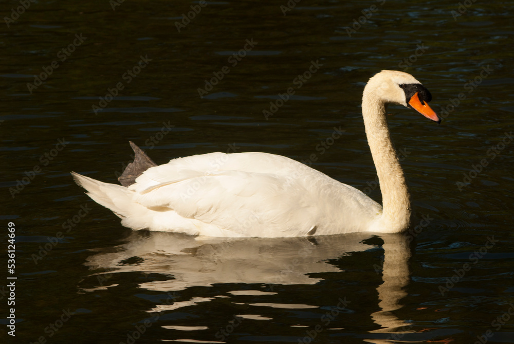 Fototapeta premium cisnes