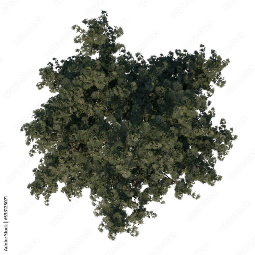 Obraz premium Top view tree ( Adolescent Calabrian pine tree 1 ) png