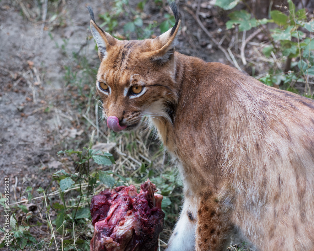 Obraz premium Eurasian lynx, a medium-sized wild cat and a piece of raw meat. Animals in the wildlife. Portrait