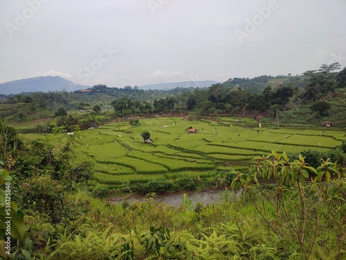 landscape photo of rice fields in the hills.